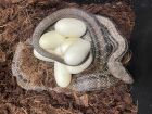 Four lined snake ; babies hatched 2023 dont miss these as we only have one male left<br /> and not many bred in the uk! &pound;125 each; more due to hatch august 2024