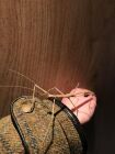 GIANT BUDWING STICK INSECTS