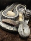 VIETNAMESE BLUE BEAUTIES<br />Babys due to hatch August 2025