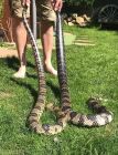 False water cobras ( pair in image ) eggs running now in incubator , due June/August time