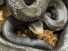 black ratsnakes; breeding pair, produce nice mix of young. Normal female and albino male &pound;200