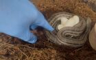 European Four lined snakes ; babies hatched, ready soon
