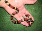 PUEBLAN MILKSNAKES due to hatch end of July