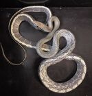 vietnamese blue beauty snakes, eggs due to hatch early august
